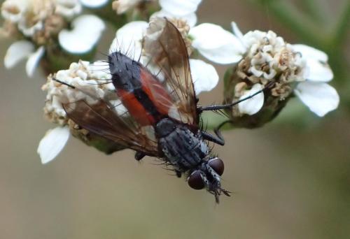 Réf. 227 946 : Eriothrix rufomaculata